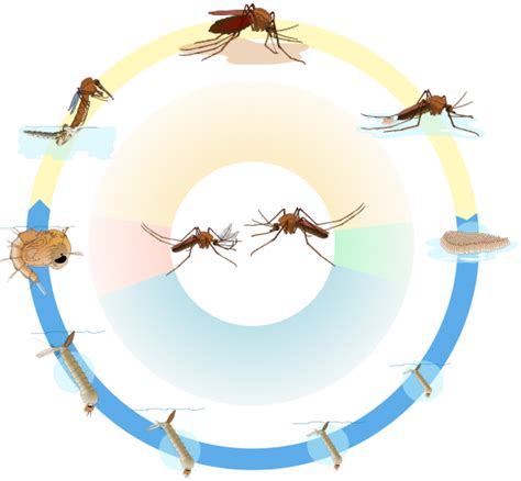 The Mosquito Life Cycle - San Mateo County Mosquito and Vector Control ...