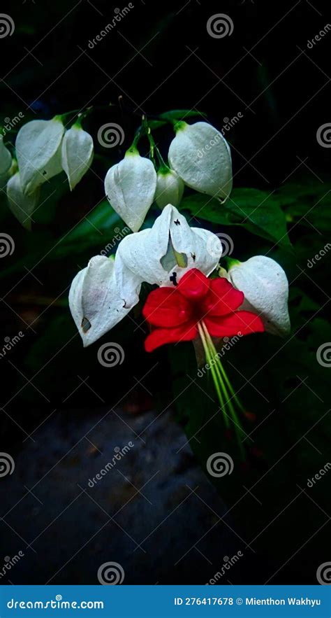 Clerodendrum Thomsoniae Is A Type Of Ornamental Climbing Plant