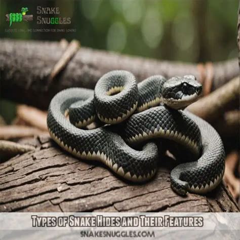 10 Reasons Why Your Snake Hides – SLEQJZ