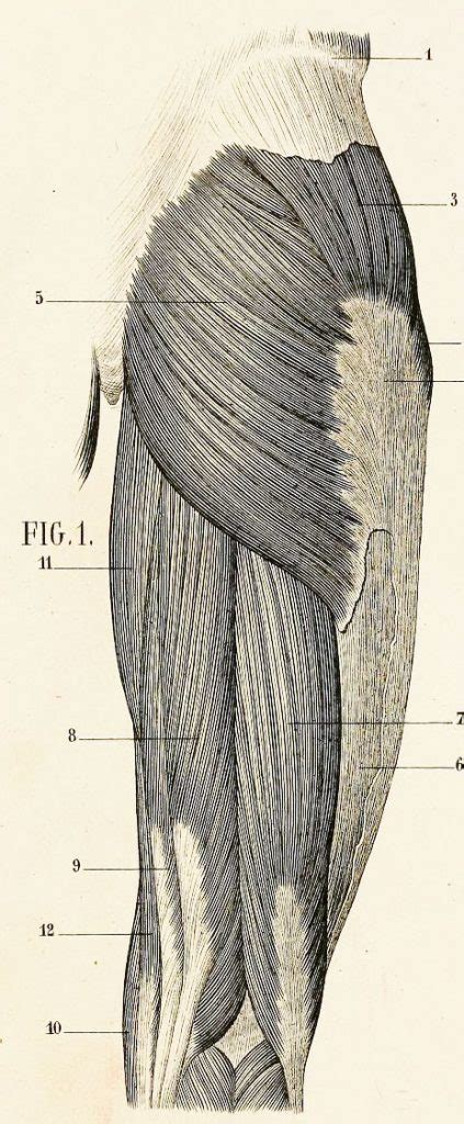 Iliotibial Band Syndrome Itb Cannot Be Stretched Fascia And Fitness