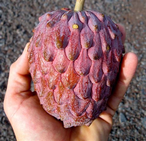 Cherimoya Fruit Tree Polynesianproducestand It Is Scientifically