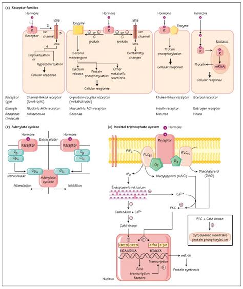 Mechanisms of hormone action: I Membrane receptors | Oncohema Key