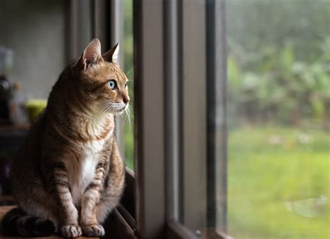 Do Cats Get Lonely Without Another Cat— Modern Vet