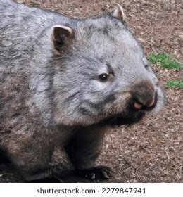 baby wombat royalty  images stock  pictures