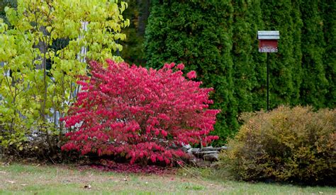 Euonymus Alatus Burning Bush