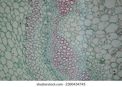 Photo Plant Tissue Under Microscope Stock Photo 2300434745 | Shutterstock