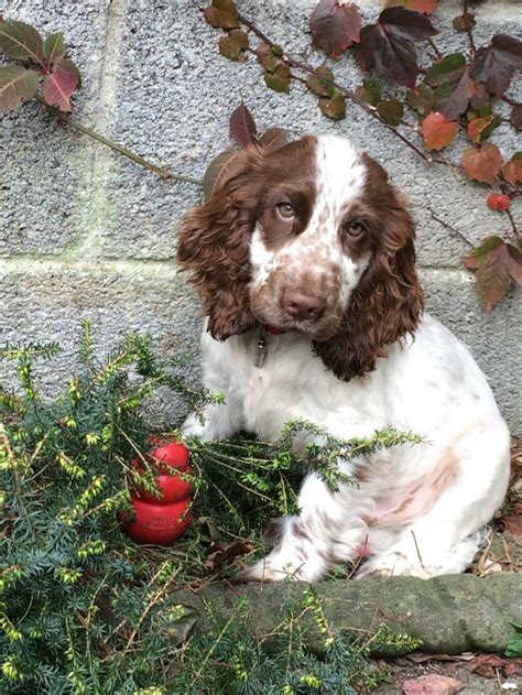 Adorable Chocolate Roan Cocker Spaniel