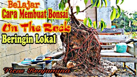 Belajar Cara Membuat Bonsai On The Rock Dengan Beringin Lokal Ficus