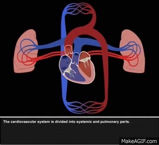 Pulmonary and systemic circulation on Make a GIF