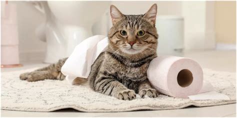 Best Cat Food for Diarrhea in 2024: Dietary Solutions - Pets Ponder