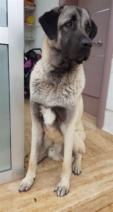 my 1 year old Kangal : r/dogpictures
