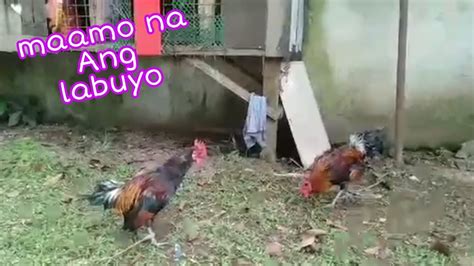 Update Sa Mga Alaga Ko Labuyo At Mga Pangate Na Ibon Youtube