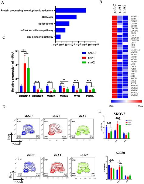 Adar Deficiency Causes Ovarian Cancer Cell Cycle Arrest A Kegg