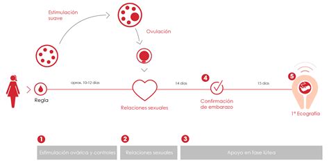 Qu Es La Inducci N De La Ovulaci N Y Cu Ndo Est Recomendada