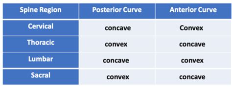 Posture, Functional Movement Patterns and Lifting Techniques Flashcards ...