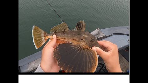 Porgy Fluke Sea Robin Fishing On Long Island And Electrical Malfunction