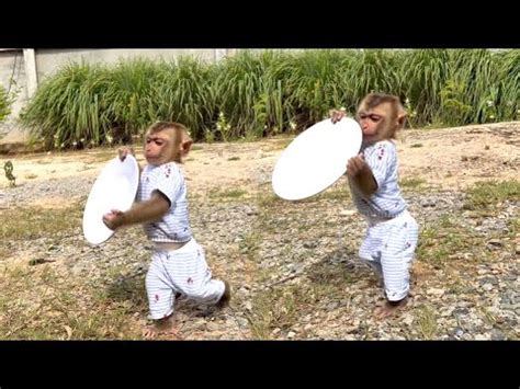 The Greatest Way Of InteIIigent Monkey Donut Bring Plate To Sit Wait