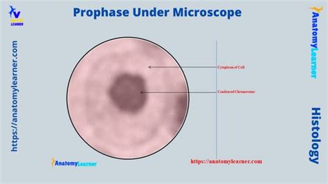 Prophase Under Microscope - from Mitosis and Meiosis Stages ...