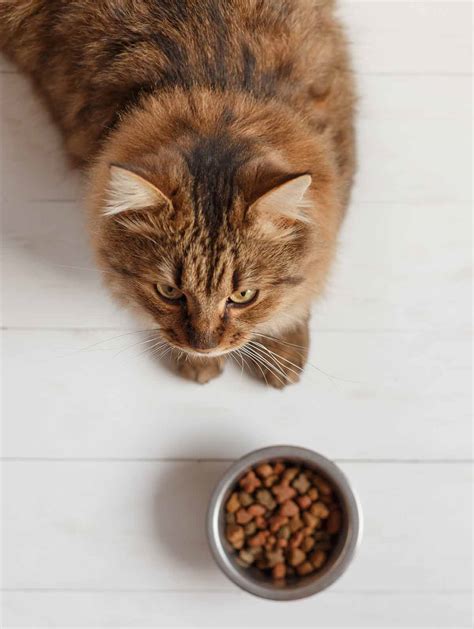 The Best Fussy Cat Food - Nutrition For Picky Eaters