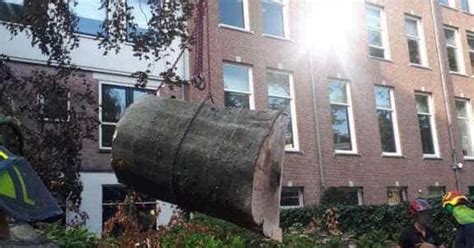 Boom Verwijderen Boom Kappen Stronken Frezen A Van Spelde Hoveniers