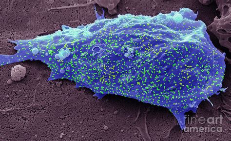 Sars Cov Omicron Variant Photograph By Steve Gschmeissner Science