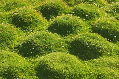 Irish Moss Seeds Seeds Grow Stunning Ground Cover Etsy