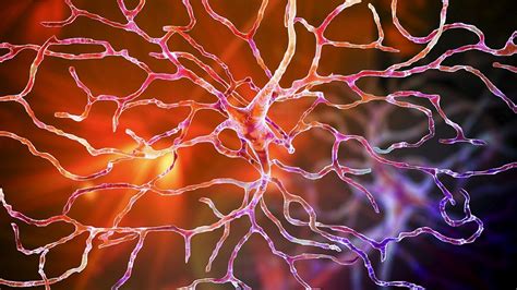 Brain Cell Regeneration The Future Of Neurological Health Youtube