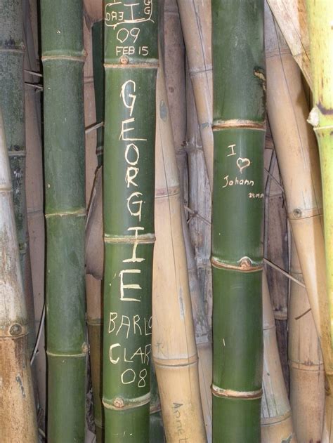 Bamboo – Recommended Clumping Types | Walter Reeves: The Georgia Gardener