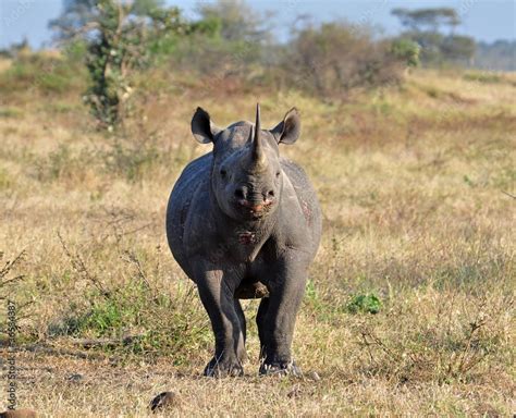 Africa Big Five: Black Rhinoceros Stock Photo | Adobe Stock