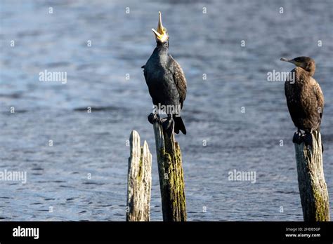 New Forest Cormorants Hi Res Stock Photography And Images Alamy