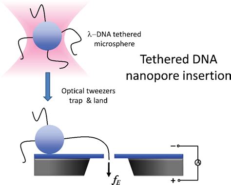 Figure 5 2 From Fabrication Of Nanopore Systems And Their Application