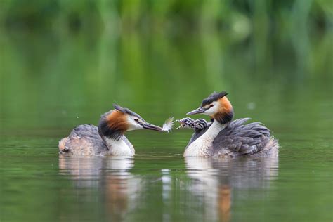 Great Crested Grebe Facts | Podiceps Cristatus