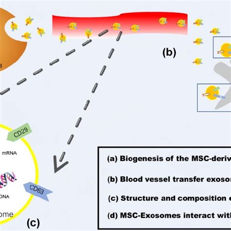 MSC Exosome Interact With Tumor Cells MSC Exosomes Could Transfer