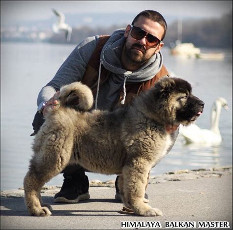 Himalaya Balkan Master Balkan Master Kennel