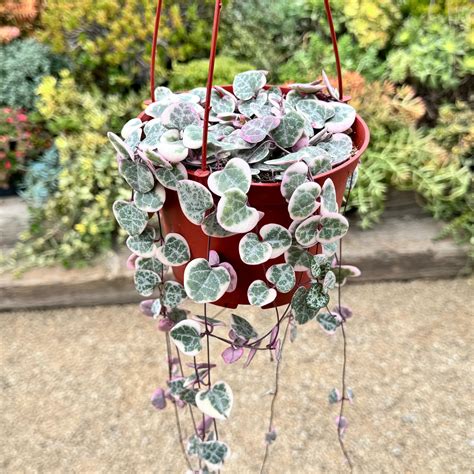 Shop 'Variegated String of Hearts 'Ceropegia Woodii Variegata' Care