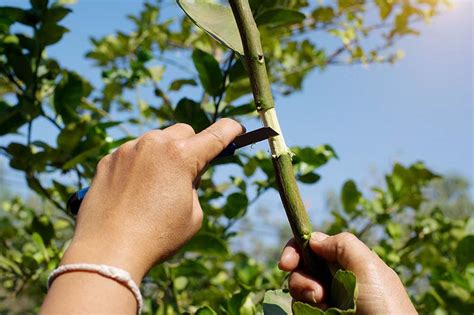 How To Propagate Camellia Flowers Gardeners Path