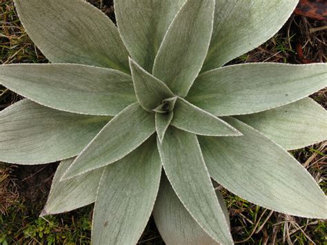 New Zealand Subantarctic Flora blog #1 • New Zealand Plant Conservation ...