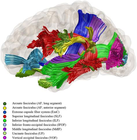 FIGURE Diiusion tensor tractography of the fascicles involved in... | Download Scientific Diagram