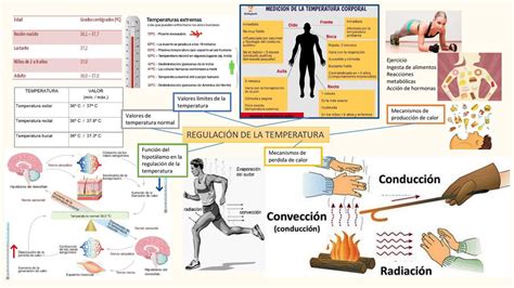 Mapa Conceptual Regulacion De La Temperatura Corporal Necto Porn Sex