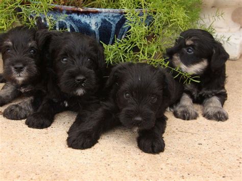 Diamond S Ranch Schnauzers Standard Schnauzer Puppies For Sale In