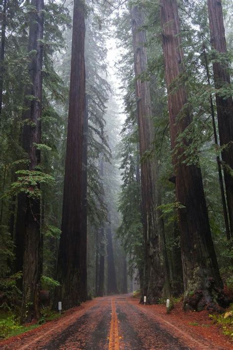 Redwood Forest California Redwood Forest California Crater Lake