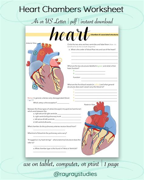 Heart Chambers Worksheet - Etsy