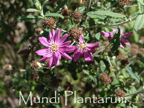 Olearia Phlogopappa Combers Pink Mundi Plantarum