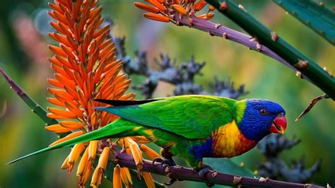 Green Blue Yellow Red Sharp Nose Parrot On Stalk HD Birds Wallpapers ...