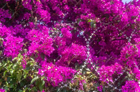 Premium Photo | Large bougainvillea bush behind a barbed wire fence ...