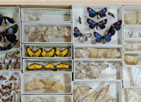 Museo De Insectos Está Al Alcance De Un Clic