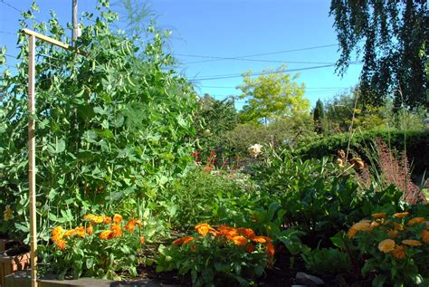 The Ultimate Guide To Companion Veggies Grow A More Productive And