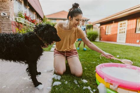 Summer Shedding Tips For Managing Excessive Pet Hair Beverly Hills