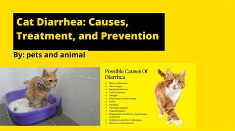 Cat Diarrhea Causes Treatment And Prevention Youtube