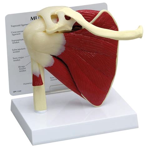 Buy GPI Anatomicals Shoulder Joint W Muscles Model Human Body Anatomy